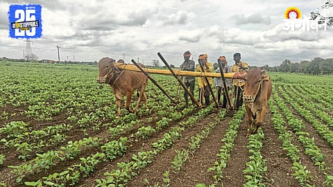 Soybean Sowing 