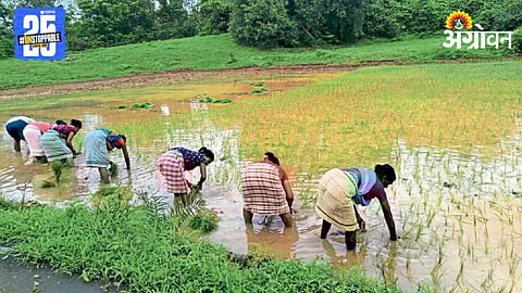 Paddy Farming