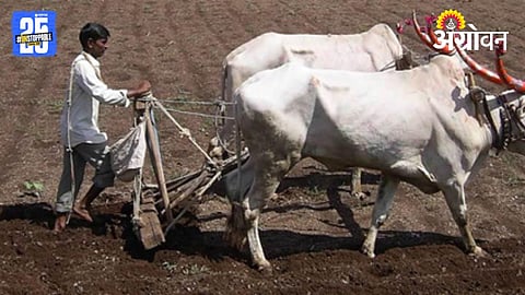 Buldhana Sowing