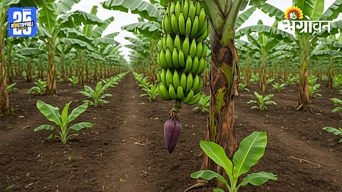 Banana Farming