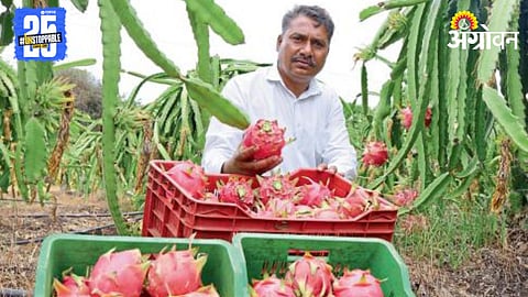 Dragon Fruit Farming