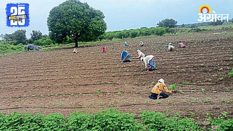 Kharif Sowing