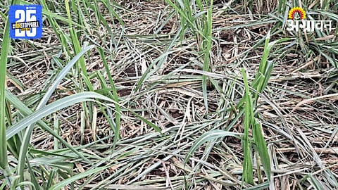 Wild Animal Crop Damage 