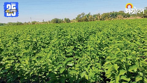 Mulberry Cultivation
