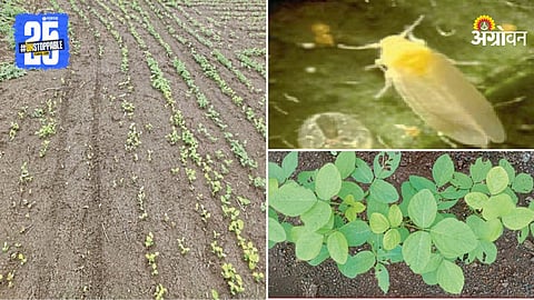 Soybean Disease