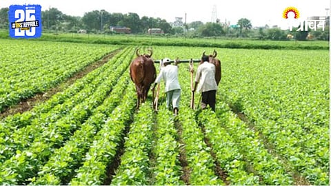 Rabi Crop Competition 