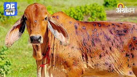 Lumpy Skin Disease
