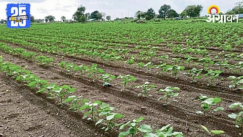 Kharif Sowing 