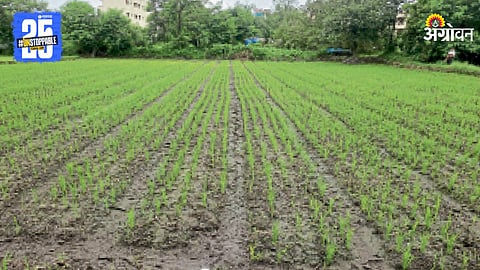 Kharif Season
