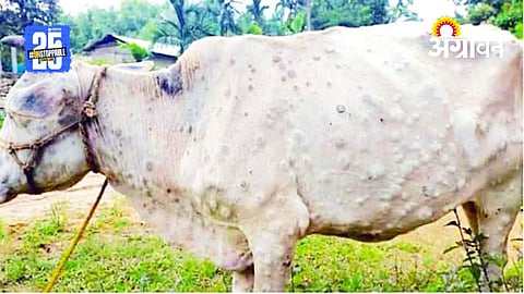 Lumpy Skin Disease