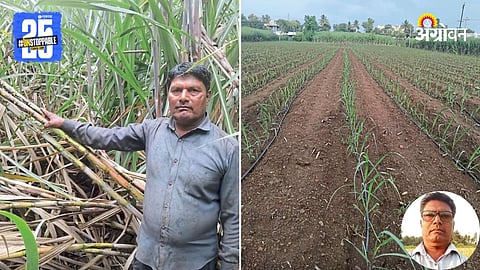 Sugarcane Farming