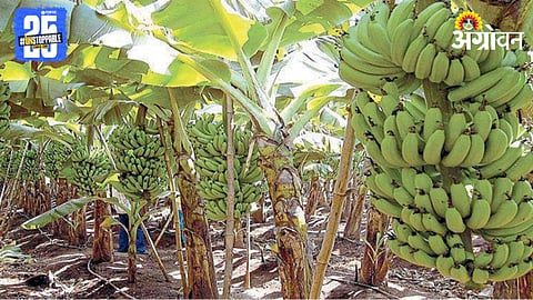 Banana Farming