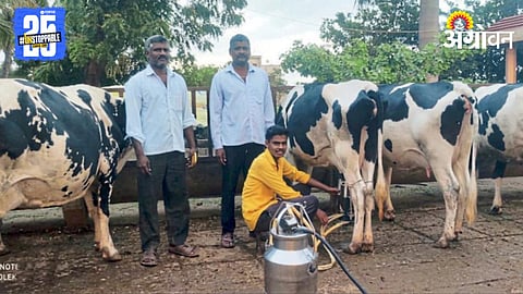 Dairy Farming