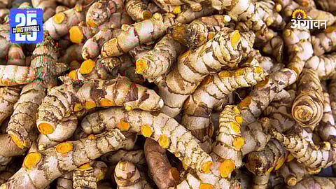 Turmeric