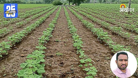 Cotton Farming