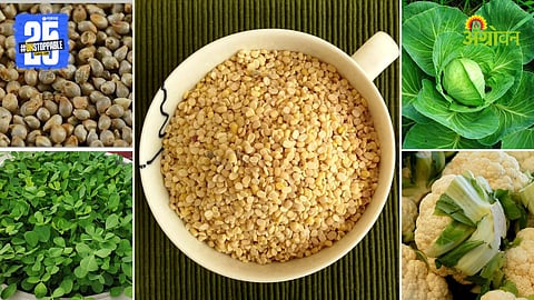 Agriculture Market Products