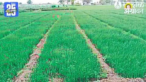 Onion Nursery