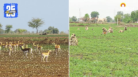 Wildlife Issue