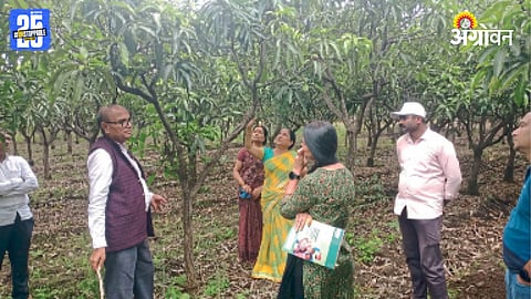 Mango Farming