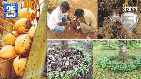 Coconut Pest Management