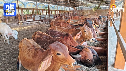 Animal Husbandry