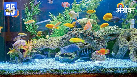 Ornamental Fish