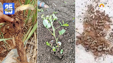 Kharif Crop Damage