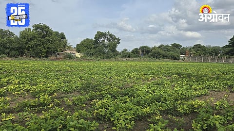Kharif Crop