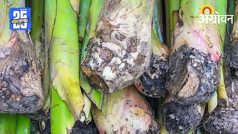 Banana Farming: केळी कंदांचा खानदेशामध्ये तुटवडा