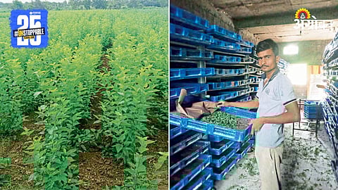 Sericulture Farming