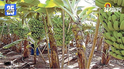 Banana Farmers