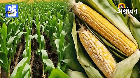 Maize Cultivation