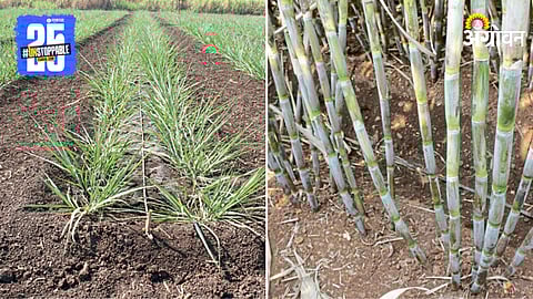 Sugarcane Farming Management