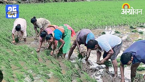 Handha Farming