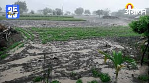 Latur,Dharashiv Rain