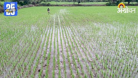 Paddy Farming