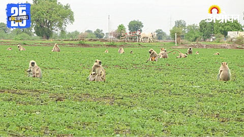 Wildlife Crop Damage