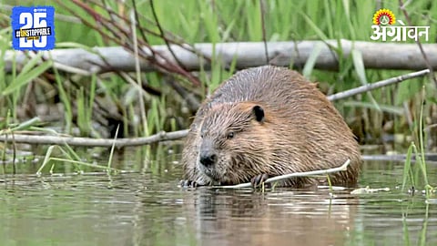 Beaver