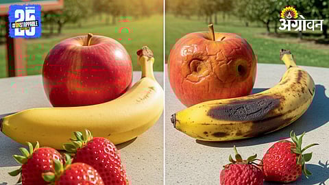 Fruit Packaging