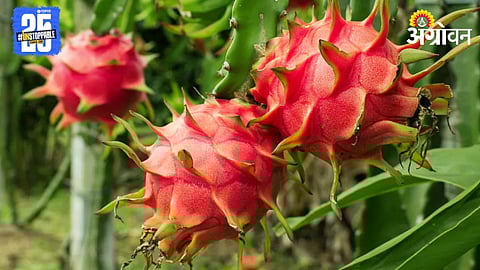 Dragon Fruit