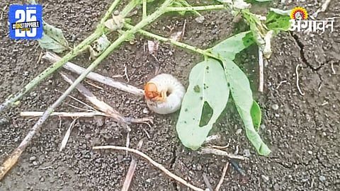 Humani Pest