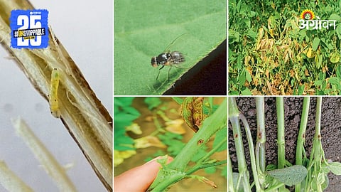 Soybean Pest