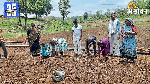 Sweet Potato Cultivation