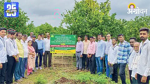 Mosambi Pest Control 