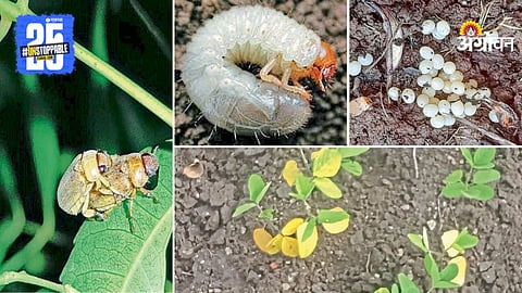 Humani Pest Control