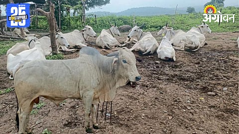 Mathura Lbhan Cattle Breed