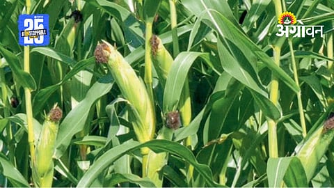 Maize Cultivation