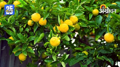 Citrus Farming
