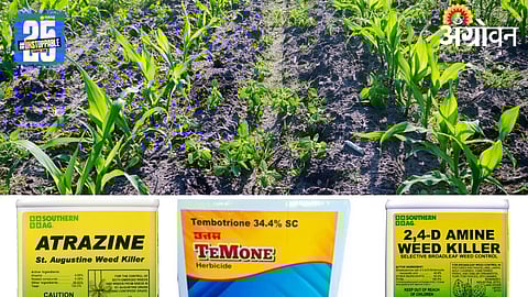 Maize Weed Control