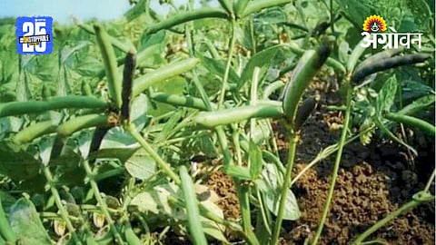 Urad Sowing